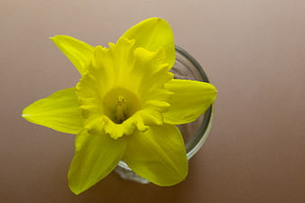 Top View of Yellow Daffodil in Glass Jar