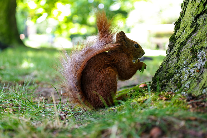 Red Squirrel Eating Nut at Base of Mossy Tree