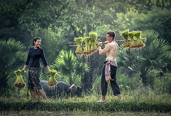Asian farmers carrying rice bundles in lush green paddy field