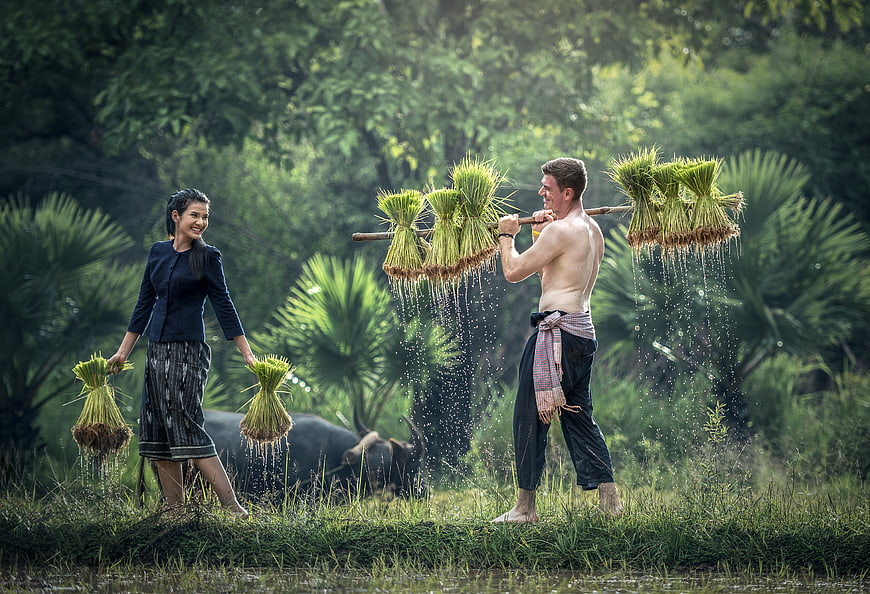 Asian farmers carrying rice bundles in lush green paddy field
