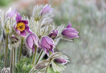 Close-up of purple pasque flowers with yellow centers