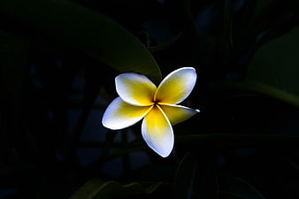 White and yellow plumeria flower against dark background
