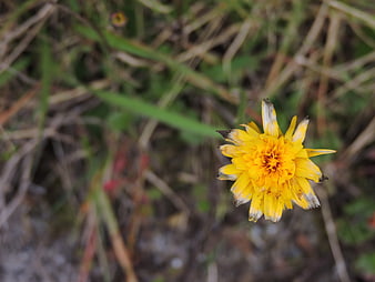 Close-up of a yellow wildflower in natural grass