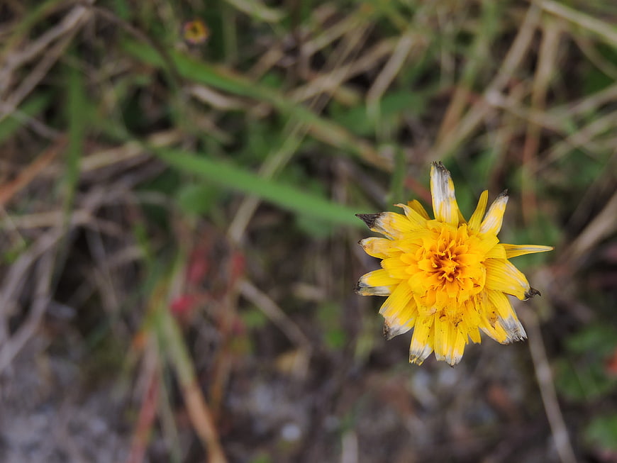 Close-up of a yellow wildflower in natural grass
