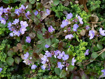 Close-up of Purple Violet Flowers in Garden Bed