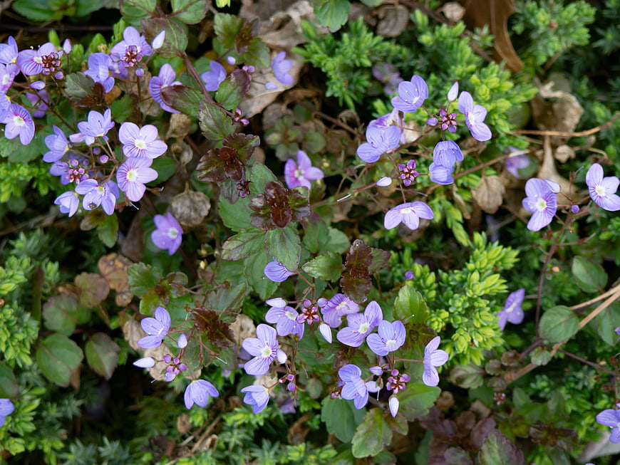 Close-up of Purple Violet Flowers in Garden Bed