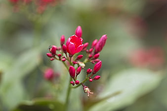 Close-up of vibrant pink Kalanchoe blossfeldiana flower buds