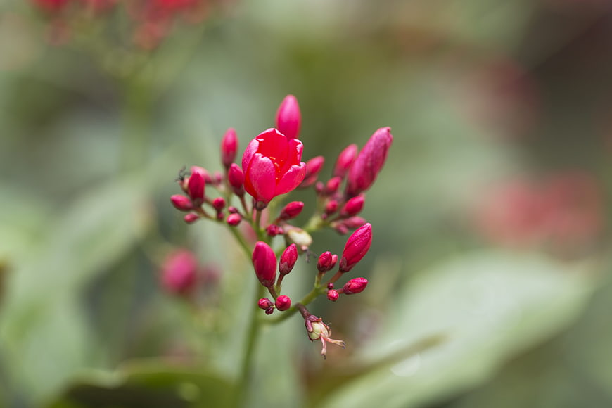 Close-up of vibrant pink Kalanchoe blossfeldiana flower buds