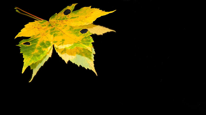 Yellow and green maple leaf on black background