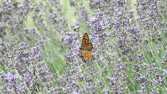 Orange butterfly on purple lavender flowers in nature