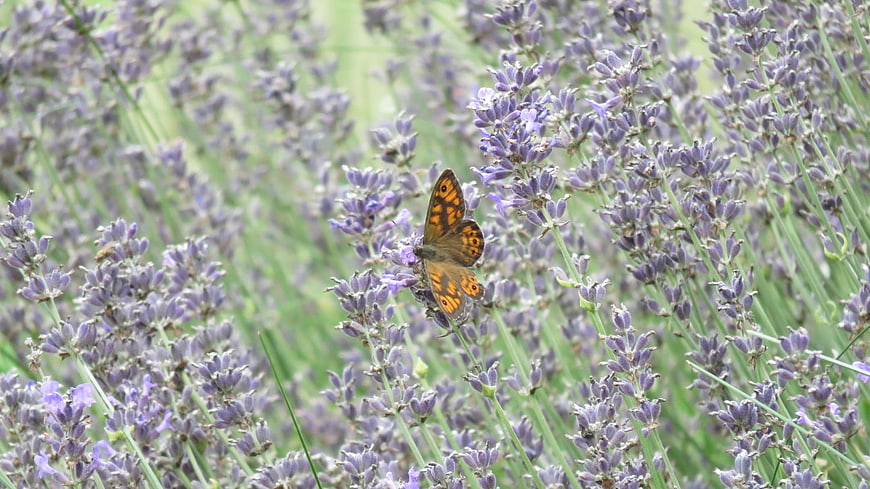 Orange butterfly on purple lavender flowers in nature