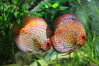 Two Vibrant Red Discus Fish Swimming In Planted Freshwater Aquarium