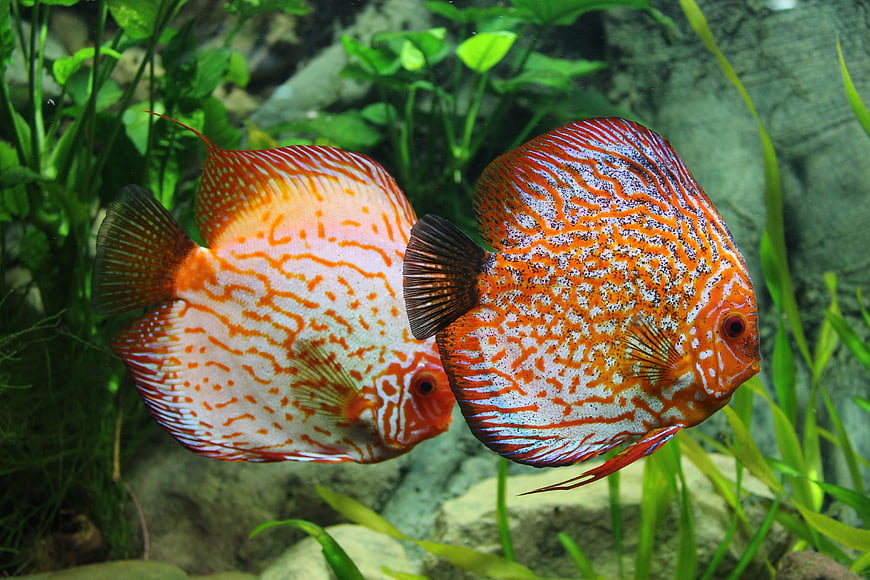 Two Vibrant Red Discus Fish Swimming In Planted Freshwater Aquarium