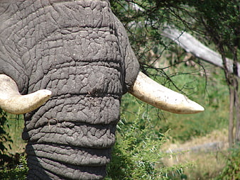 Close-up of African Elephant Head and Tusks in Wild