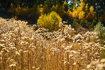 Golden dried wildflowers in an autumn field with yellow forest background