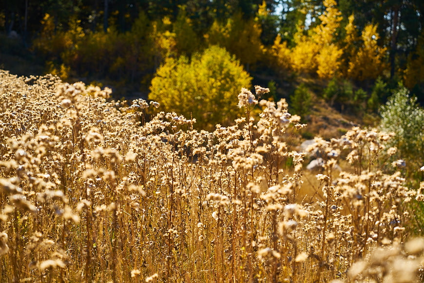 Golden dried wildflowers in an autumn field with yellow forest background