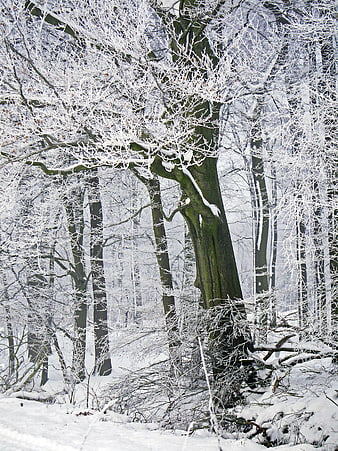 Snow-covered trees in a winter forest with hoarfrost