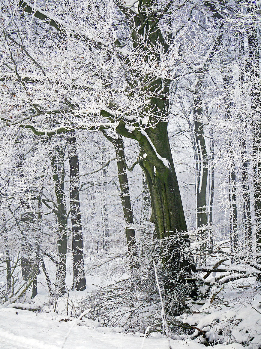 Snow-covered trees in a winter forest with hoarfrost