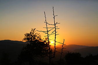 Silhouette of bare tree branches against golden sunset