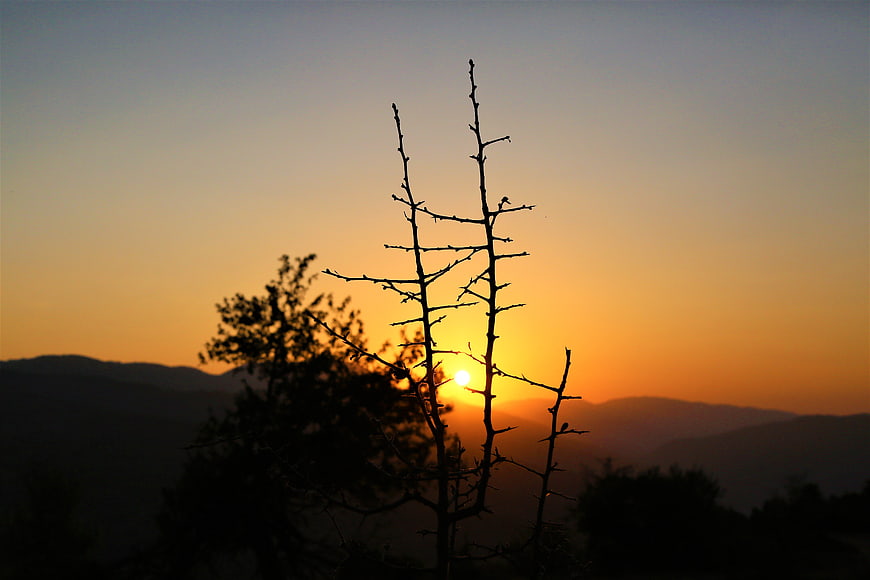 Silhouette of bare tree branches against golden sunset