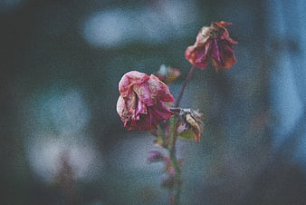 Withered Pink Rose on Blurred Background