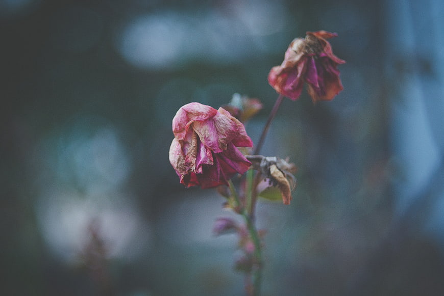Withered Pink Rose on Blurred Background