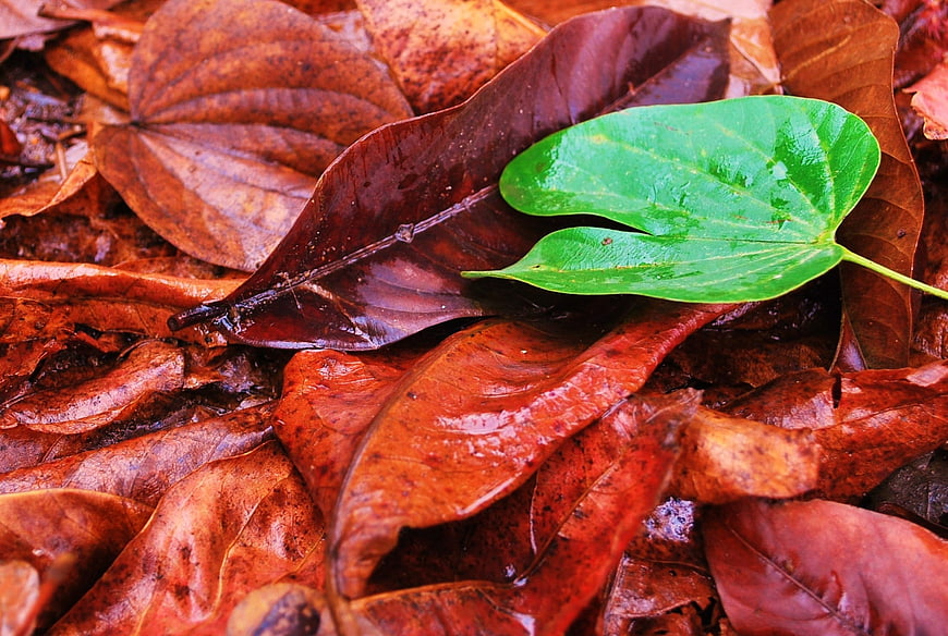 Vibrant green leaf resting on wet brown autumn foliage