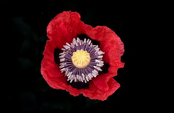 Close-up of a vibrant red poppy flower on black background