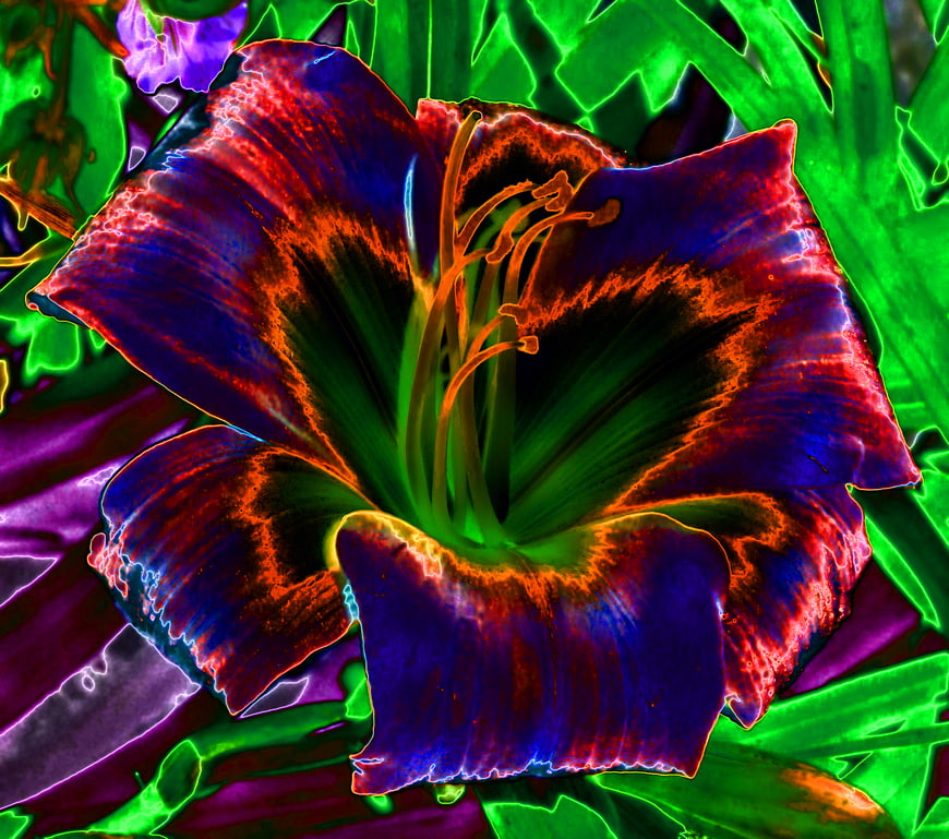 Vibrant Glowing Daylily with Neon Filter Effect