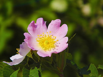 Pink Wild Rose Flower Close-Up with Yellow Center