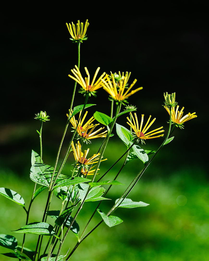 Yellow Wildflowers with Green Leaves Against Dark Background