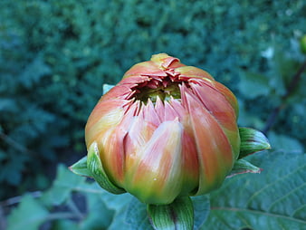 Close-up of a colorful dahlia flower bud in a garden