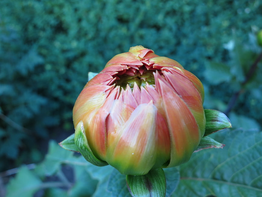 Close-up of a colorful dahlia flower bud in a garden