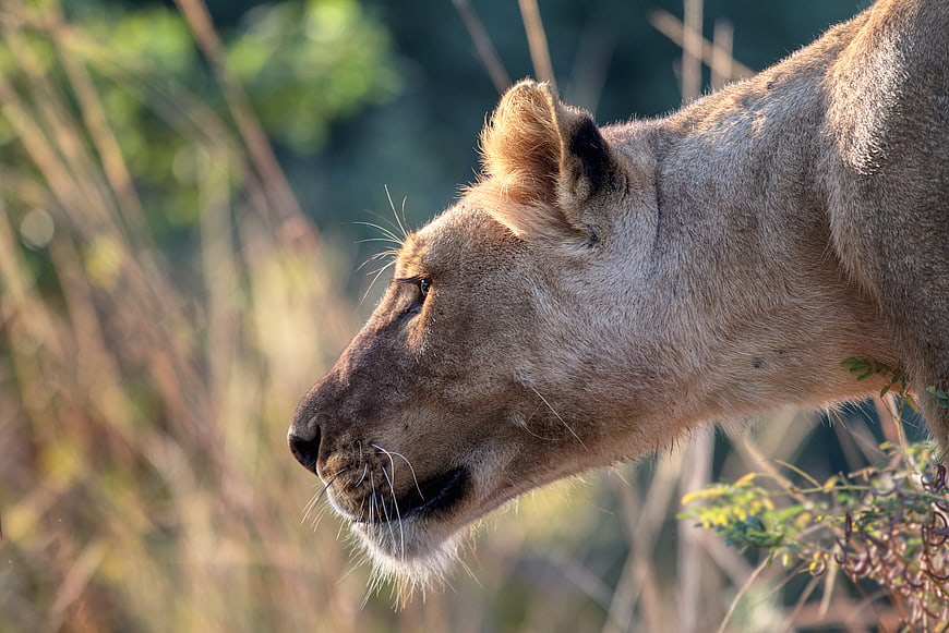 Close-up profile of a lioness in the African savanna