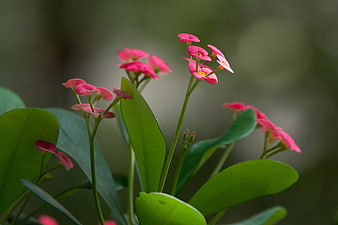 Close-up of Pink Crown of Thorns Flowers with Green Leaves
