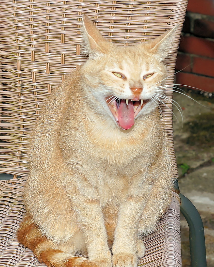 Funny Orange Tabby Cat Yawning on Wicker Chair