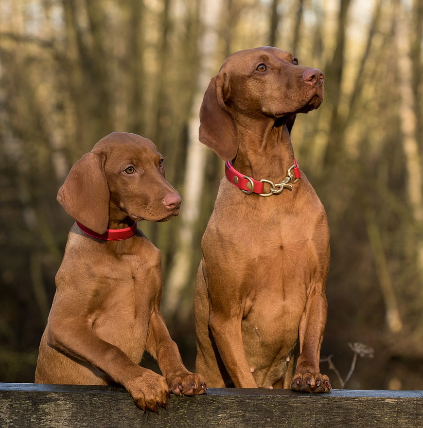 Two Brown Vizsla Dogs Sitting on Wooden Fence in Forest