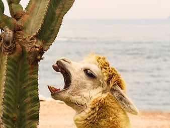 Alpaca with open mouth and teeth near cactus by the ocean