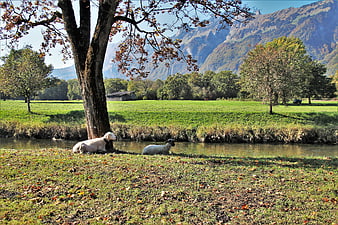 Two sheep resting by a stream in an alpine meadow with mountains