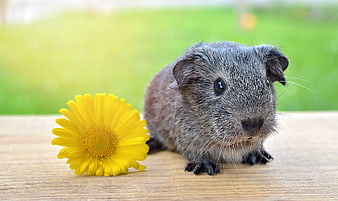 Cute Silver Agouti Guinea Pig Portrait With Yellow Flower