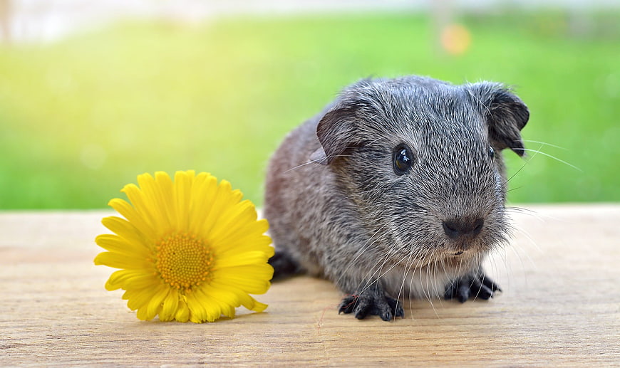 Cute Silver Agouti Guinea Pig Portrait With Yellow Flower