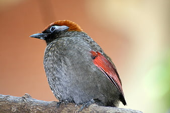 Red-crested Cardinal Bird Perched on Branch