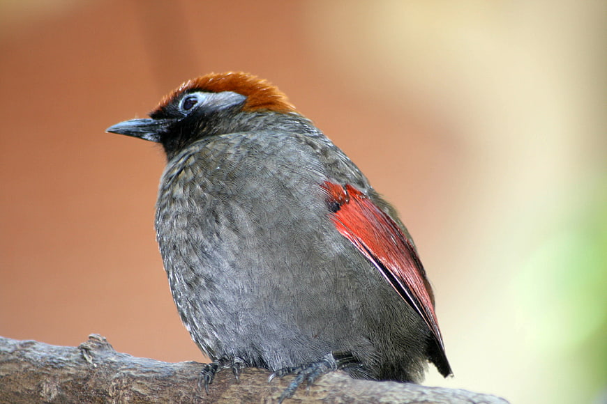 Red-crested Cardinal Bird Perched on Branch