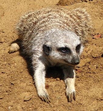 Close-up of a meerkat walking on sandy ground