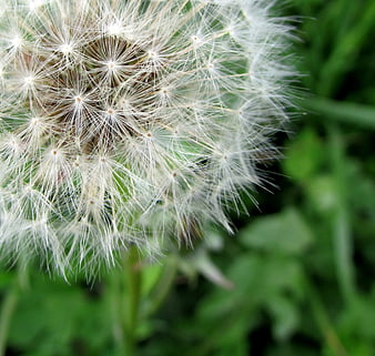 Close-up of a white dandelion seed head against green grass