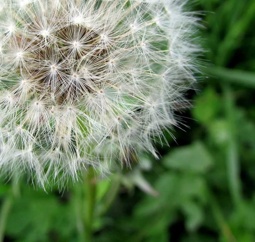 Close-up of a white dandelion seed head against green grass