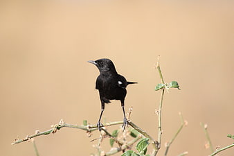 Sooty Chat perched on a branch against a blurred background