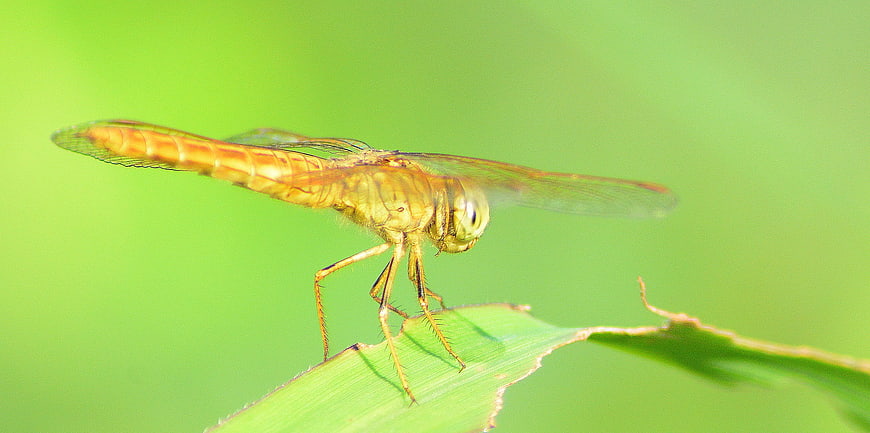Golden dragonfly resting on green leaf macro