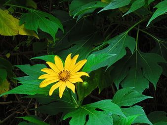 Yellow Wild Sunflower Bloom in Green Foliage