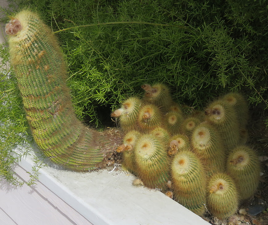 Golden Barrel Cactus Family with Mother and Pups